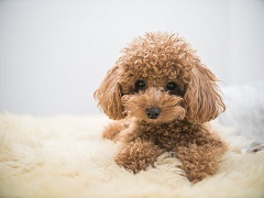 Size Variations in Mini Goldendoodle