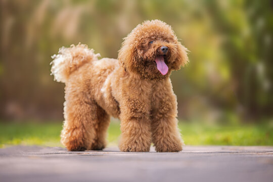 What are Mini Goldendoodles?