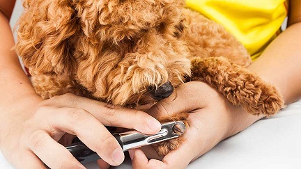 Golden Doodle Caring Tips