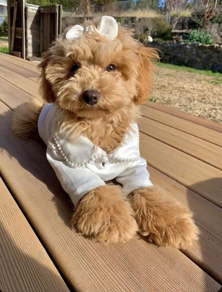 Golden Mini Doodle