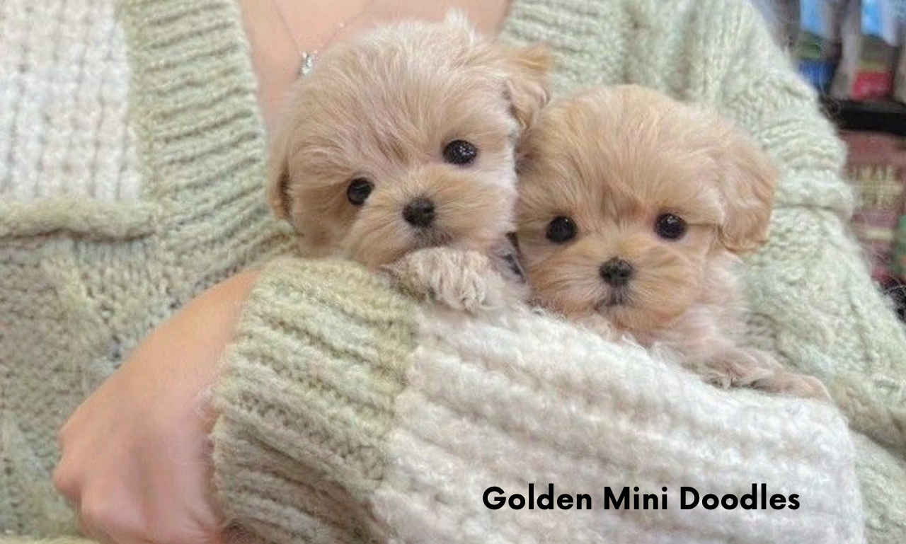 Golden MIni Doodles