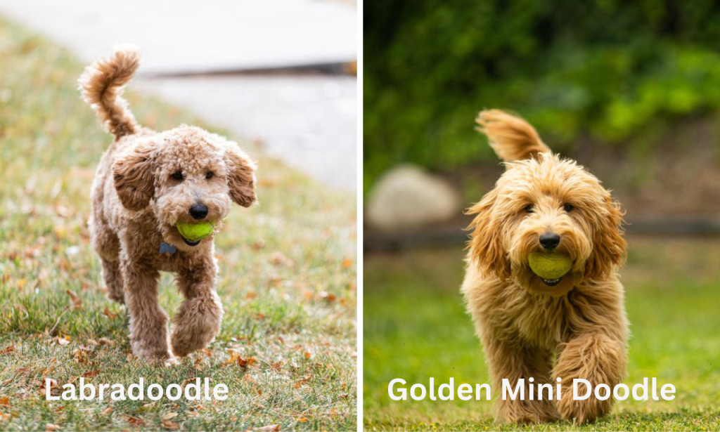 Golden Mini Doodle and Labradoodle