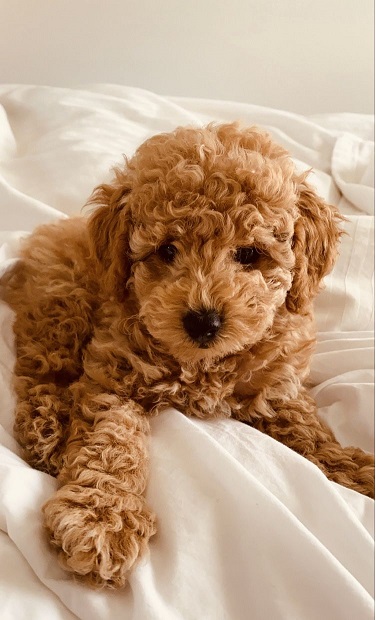 Golden Mini Doodles may develop specific health issues