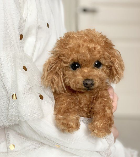 An essential developmental stage for a Mini Golden Doodle is sociability