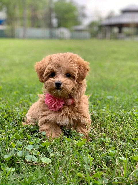 Ensure your puppy gets regular exercise